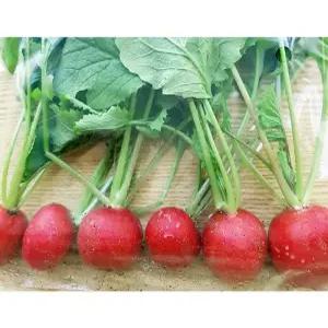 샐러드에 예쁜 래디쉬 (방울무,적환무,래디시) 300g