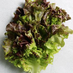 [당일수확발송] 충북 진천 꽃상추 1kg