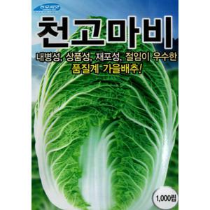 (씨앗) 천고마비배추 - 2025년 고품질 통이 크고 속이 노랗게 맛있는 김장 배추 씨앗 종자 - 1천립