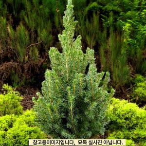 코니카 가문비나무 묘목60센티전후 화분묘