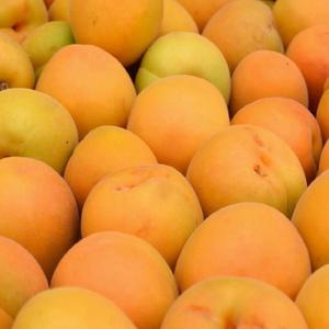 살구 500g 중대