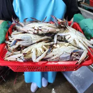 얼음포장 가을활꽃게2KG 8미내외 선도최고!! 태안 신진도