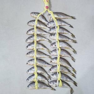 [기타]손질 굴비 프리미엄 영광 굴비 1.6kg 급 20미 (제이)
