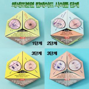 체세포분열 종이접기 10매 칼레이도사이클/생물 과학 실험 재료