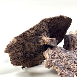 [청솔]건능이버섯 400g (중국산)