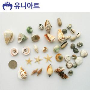 유니아트 5000통 만들기 조개세트 (모양랜덤) (P0000CFL)/조개/껍질/껍데기/어항/꾸미기/테라리움/공예