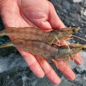 국내산 왕새우 대하 1kg(30미 내외) 횟감 노지 활 새우