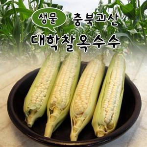 [개미네]괴산 생물 대학찰옥수수 15+15개