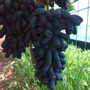 [햇살맞춤]산지직송 국내산 씨없는 고당도 블랙사파이어 포도 2kg 3-4송이 가지포도 경남 함양