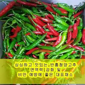 야과몰 싱싱 반홍 청양고추 (5kg)