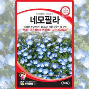세계종묘 네모필라 씨앗 50립 네모필라 꽃씨 종자