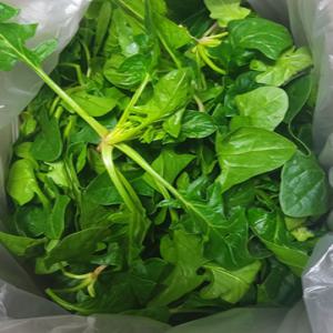 [남해 특산] 해풍 맞고 자란 달달한 노지 섬초 시금치 1kg/4kg 고품질 국산 시금치 [원산지: 남해]