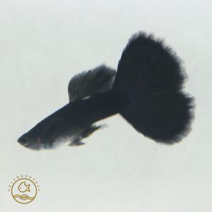 풀블랙 구피 검정색 구피 1마리