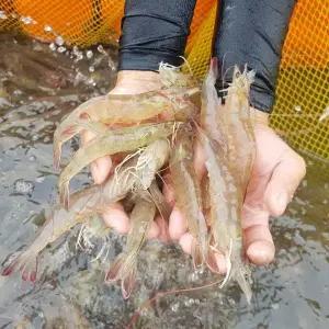 국내산 신안 흰다리새우 1kg(35미 내외) 제철
