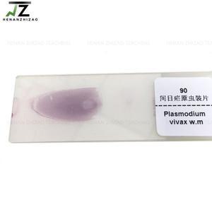 Plasmodium Vivax 도말 기생충 현미경 제조 업체