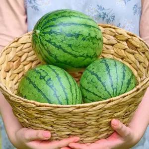 껍질이 얇고 아담한 미니 애플수박 애플수박 2통 (통당 600-900g 내외)
