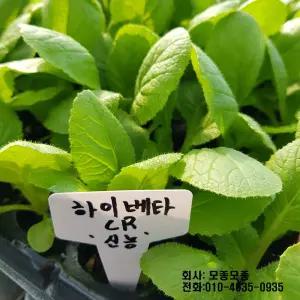 [모종모종]하이베타CR 모종(72구 트레이)(김장배추)(신농씨앗) 가을배추 기능성배추(모종모종)
