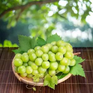 고당도 프리미엄 샤인머스켓 은은한 망고맛 샤인머스켓 2kg(4-5수)