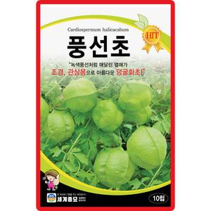 세계종묘 풍선초 씨앗 10립 넝쿨성 덩굴화초 꽃씨 종자