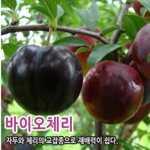 묘목/자두나무 흑등금 바이오체리 -접목1년생, 상묘-5주묶음 CH176