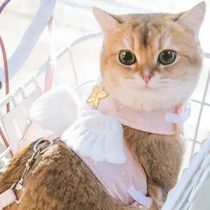 여성 하네스 고양이 강아지 산책 (WFHOTU6)
