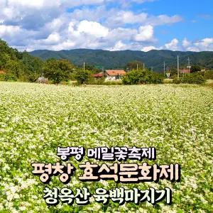 [강원] 2025 평창 효석문화제(봉평 메밀꽃축제)+청옥산 육백마지기 당일여행 / 가을축제 / 서울경기出