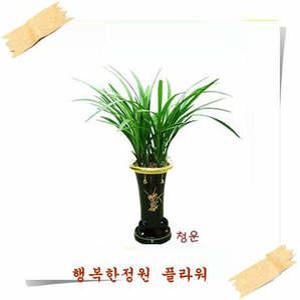 동양란/철골소심/채홍/영전/승진/개업/인사이동/축하난화분/이벤트상품