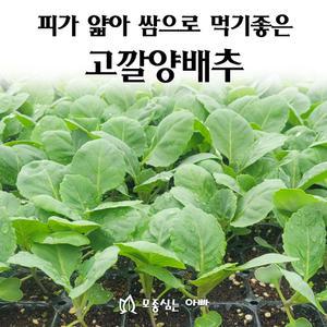 [모종심는아빠] 속이 꽉 차고 피가 얇아 쌈으로 먹기 좋은 고깔양배추 모종3개