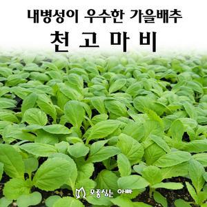 [모종심는아빠] 내병성 상품성 재포성 절임이 우수한 가을배추 천고마비 배추모종 105개(트레이한판)