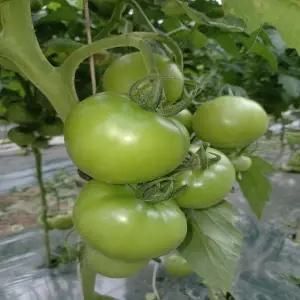 소양강 토마토 10kg 못난이/쥬스용/정품/크기 4~5번과 소과