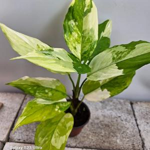 아글레오네마 모데스튬(알보) 수입식물 높이 30~40cm