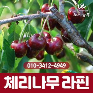 체리나무 자가수정 (라핀) R3-4 전후 결실주 분/나무/묘목/도시같이