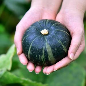 고당도 제주 미니밤호박 보우짱 단호박 로얄과 10kg 대용량 업소용