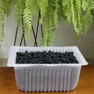 2025 햇 아로니아 생과 10kg(2.5kg x 4팩) 꼭지제거 줄기제거