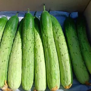 알뜰 국산 못난이 백 오이 10kg 내외 45~50개 못난이 오이 한박스 백 다다기오이 조선오이 오이지오이 생오