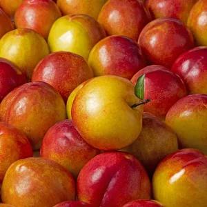 후무사 자두 2kg 랜덤 이번달만 수확