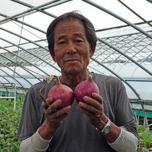 보관성 좋고 단단한 여산 일반양파 자색양파 10kg 산지출발