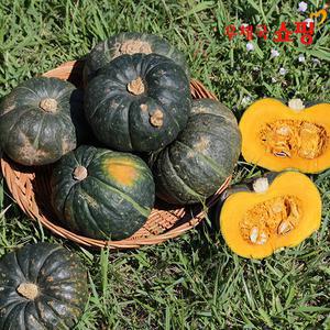 [우체국쇼핑x어글리러블리] 제주 못난이 미니단호박 2kg(6-15수) 2개 구매시 5kg 발송