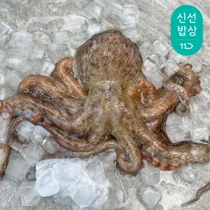 [품질보장] 국내산 당일 어획 후 발송 여수 돌문어 1kg (1-4미 내외) 활문어