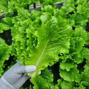 국내산 로메인 500g 1kg 2kg