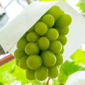 국내산 씨없는 샤인머스켓 가정용 1kg(2-3수)