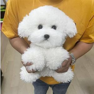 고퀄리티 진짜같은 강아지 애착 리얼펫 푸들 비숑인형