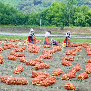 입맛 살리는 신기마을 햇양파 10kg(장아찌용)