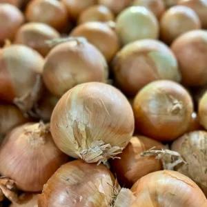 단단하고 신선한 햇 양파 3kg 국내산 무안 (+양파망)