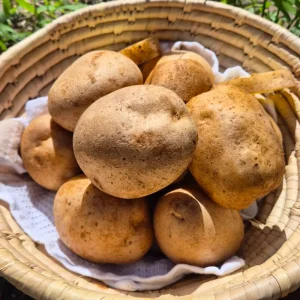 [혜택가 8,240원] 햇 알담 수미감자 왕특 160g 이상 2kg~10kg