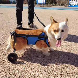 강아지 휠체어 반려동물 2륜 바퀴 2개 재활 보행 보조 소형견