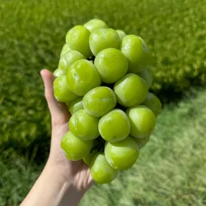 경북 샤인머스켓 씨없는 포도 2kg