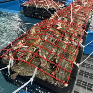 돌쇠네 25년 첫 조업한 가을 활 숫꽃게 살아있는 꽃게 1kg (3-5미 내외)