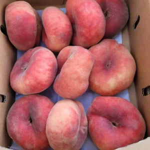 돌쇠네 눈으로 고른 최상급, 한정판 초록 거반도 납작복숭아 1kg (6-10과)