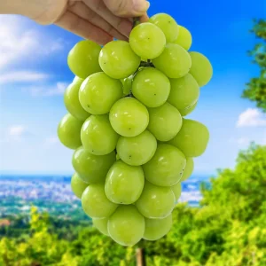 [품질보장]2025년 수확 하우스 샤인머스켓 2kg 4수 / 에어셀 포장